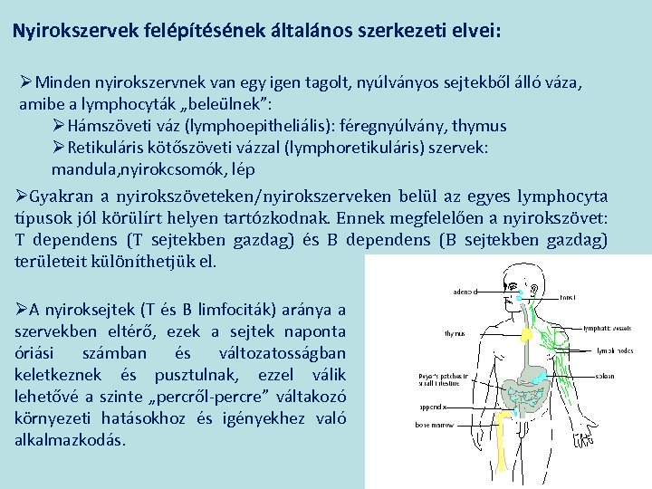 Nyirokszervek felépítésének általános szerkezeti elvei: ØMinden nyirokszervnek van egy igen tagolt, nyúlványos sejtekből álló