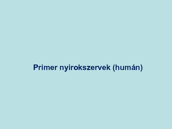 Primer nyirokszervek (humán) 