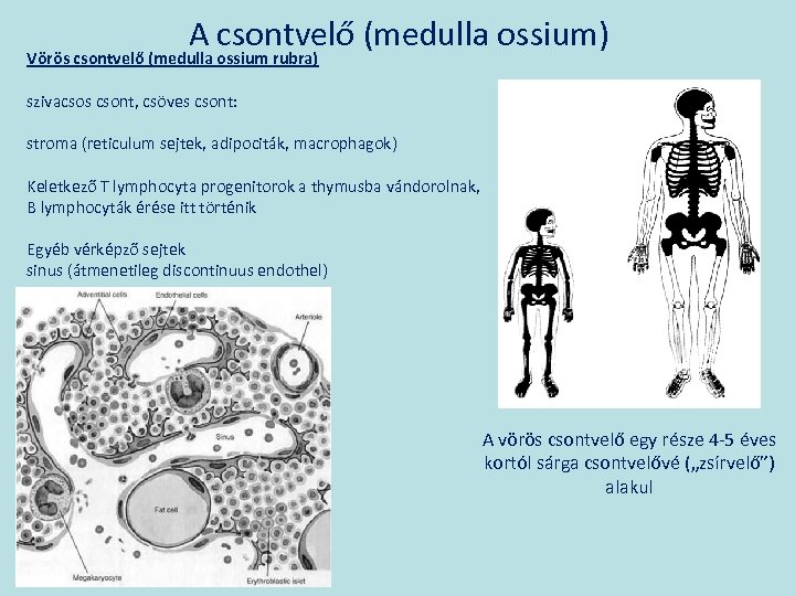 A csontvelő (medulla ossium) Vörös csontvelő (medulla ossium rubra) szivacsos csont, csöves csont: stroma