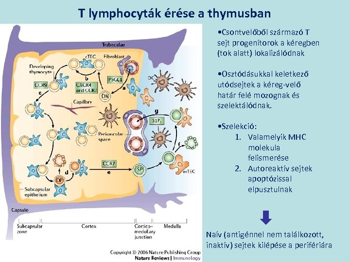 T lymphocyták érése a thymusban • Csontvelőből származó T sejt progenítorok a kéregben (tok