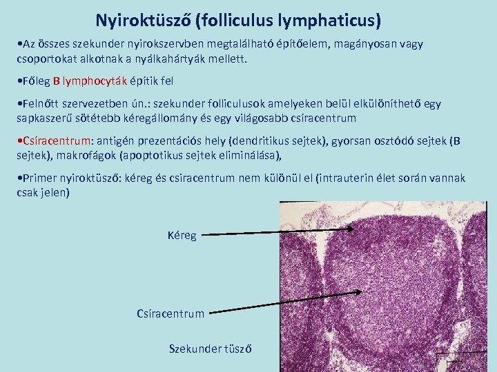 Nyiroktüsző (folliculus lymphaticus) • Az összes szekunder nyirokszervben megtalálható építőelem, magányosan vagy csoportokat alkotnak