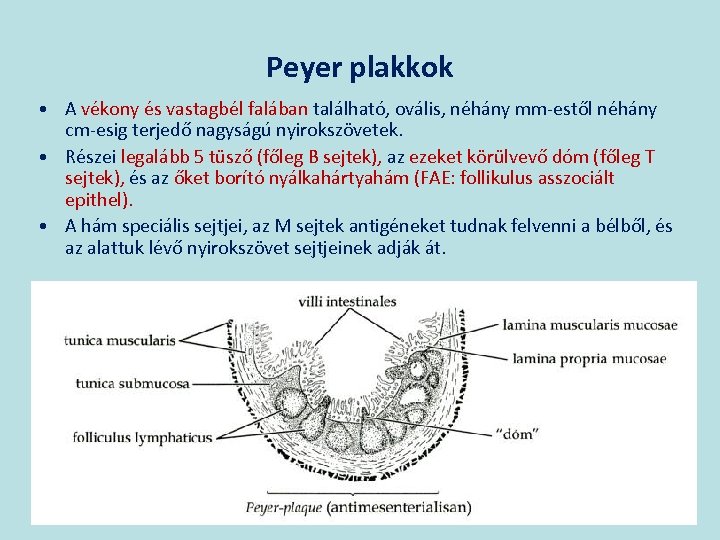 Peyer plakkok • A vékony és vastagbél falában található, ovális, néhány mm-estől néhány cm-esig