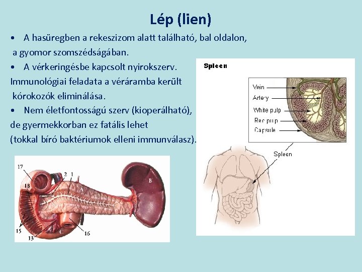 Lép (lien) • A hasüregben a rekeszizom alatt található, bal oldalon, a gyomor szomszédságában.