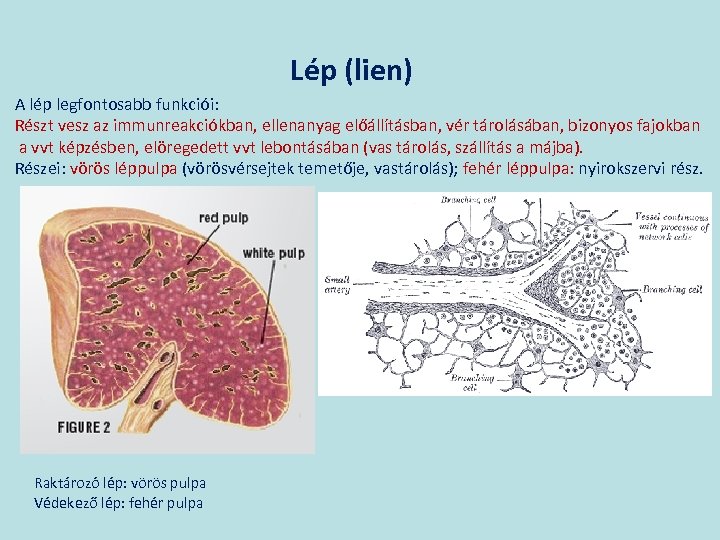 Lép (lien) A lép legfontosabb funkciói: Részt vesz az immunreakciókban, ellenanyag előállításban, vér tárolásában,