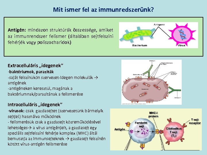 Mit ismer fel az immunredszerünk? Antigén: mindazon struktúrák összessége, amiket az immunrendszer felismer (általában