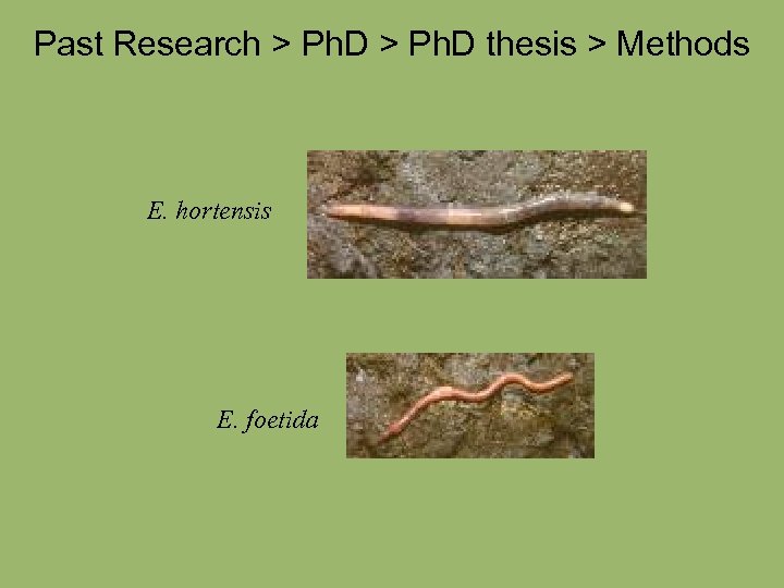 Past Research > Ph. D thesis > Methods E. hortensis E. foetida 