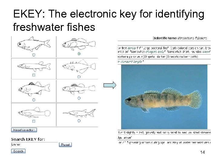 EKEY: The electronic key for identifying freshwater fishes 14 