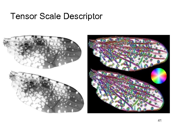Tensor Scale Descriptor 41 