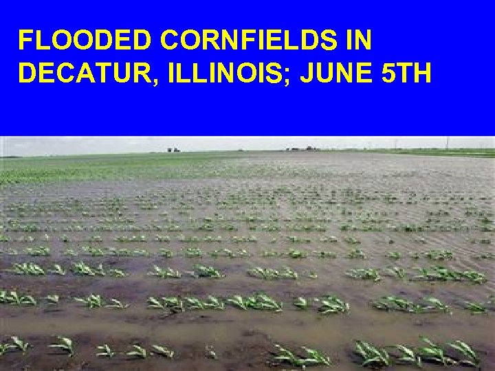FLOODED CORNFIELDS IN DECATUR, ILLINOIS; JUNE 5 TH 