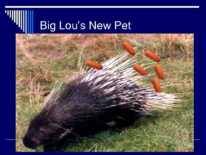 Big Lou’s New Pet Sent in by Lachlan 