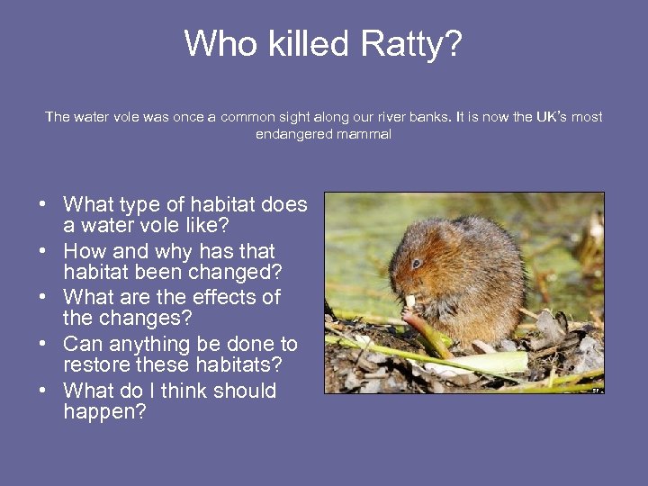 Who killed Ratty? The water vole was once a common sight along our river