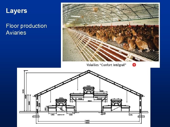 Layers Floor production Aviaries 