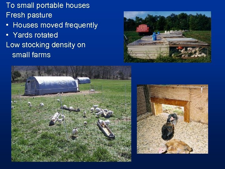 To small portable houses Fresh pasture • Houses moved frequently • Yards rotated Low