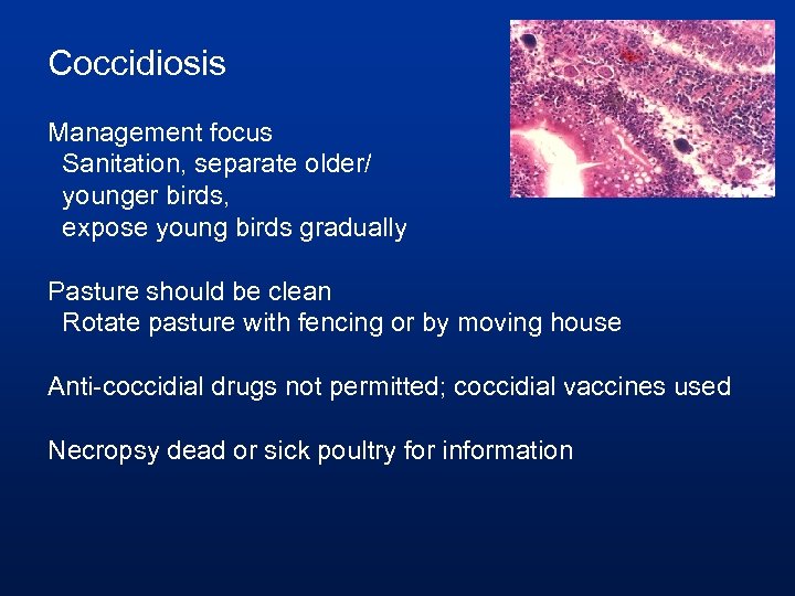 Coccidiosis Management focus Sanitation, separate older/ younger birds, expose young birds gradually Pasture should