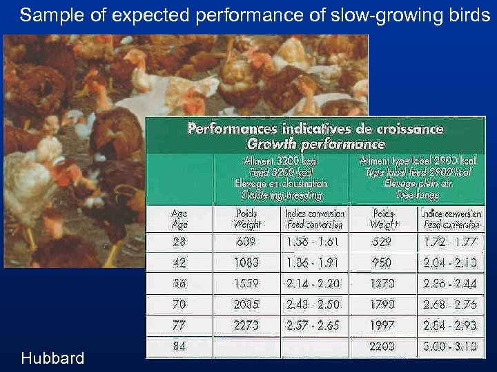 Sample of expected performance of slow-growing birds Hubbard 