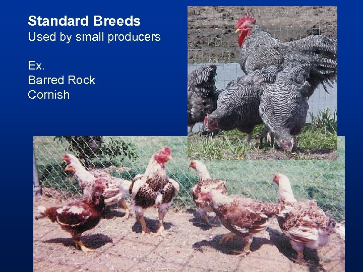 Standard Breeds Used by small producers Ex. Barred Rock Cornish 