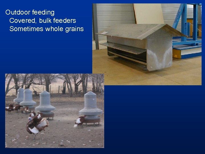 Outdoor feeding Covered, bulk feeders Sometimes whole grains 