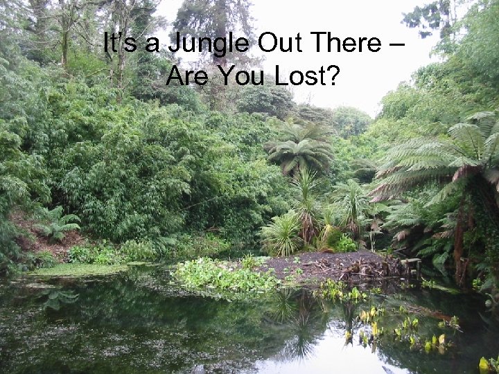 It’s a Jungle Out There – Are You Lost? 