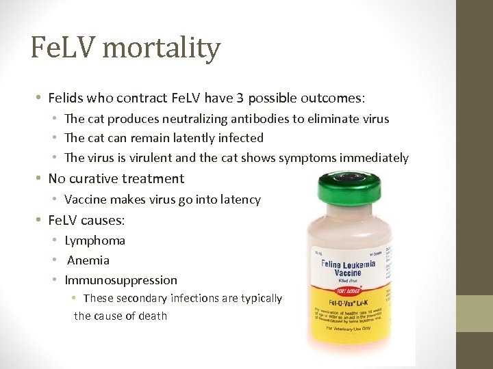 Fe. LV mortality • Felids who contract Fe. LV have 3 possible outcomes: •