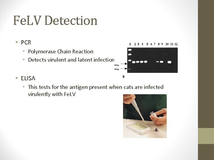 Fe. LV Detection • PCR • Polymerase Chain Reaction • Detects virulent and latent