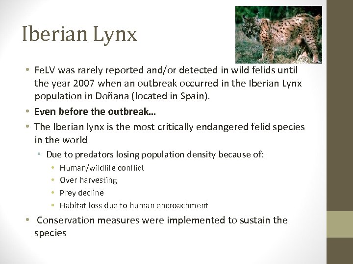 Iberian Lynx • Fe. LV was rarely reported and/or detected in wild felids until