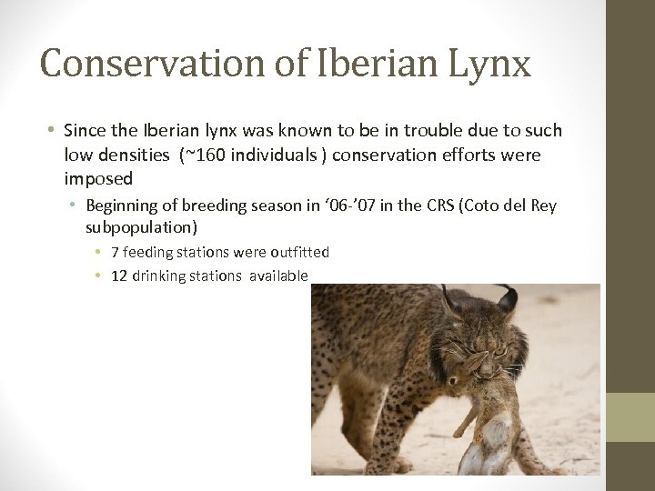 Conservation of Iberian Lynx • Since the Iberian lynx was known to be in