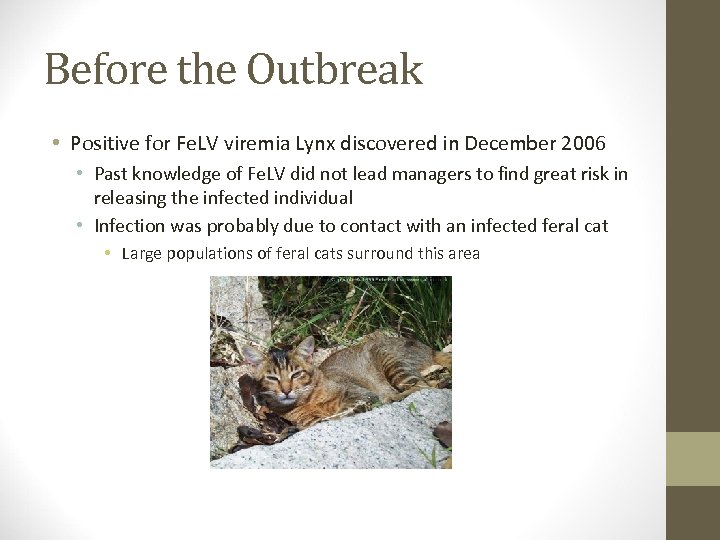 Before the Outbreak • Positive for Fe. LV viremia Lynx discovered in December 2006
