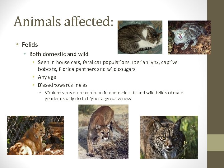 Animals affected: • Felids • Both domestic and wild • Seen in house cats,
