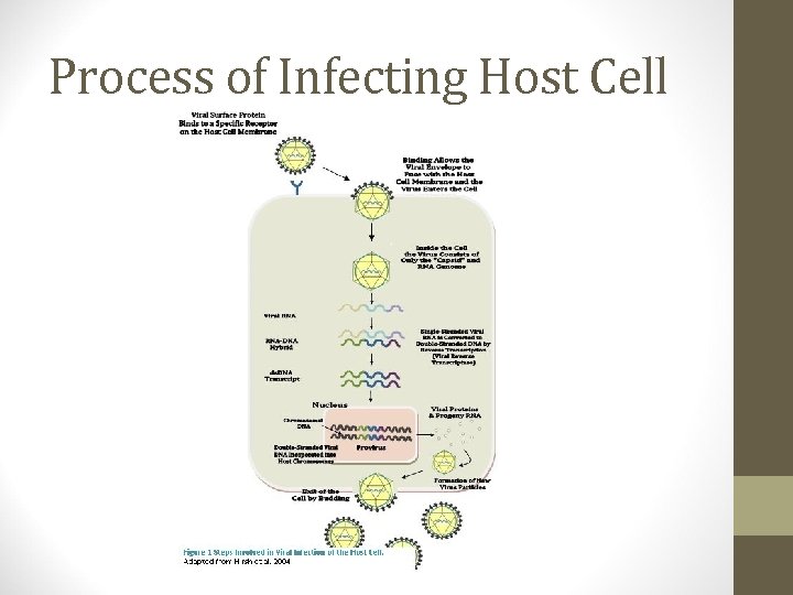 Process of Infecting Host Cell 