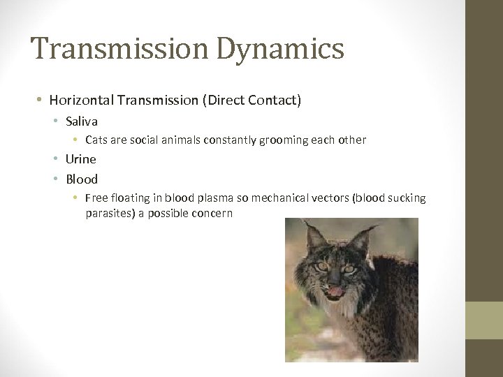 Transmission Dynamics • Horizontal Transmission (Direct Contact) • Saliva • Cats are social animals