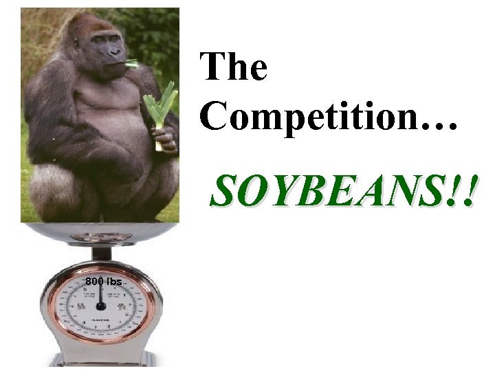 The Competition… SOYBEANS!! 800 lbs 