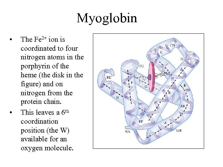 Myoglobin • • The Fe 2+ ion is coordinated to four nitrogen atoms in