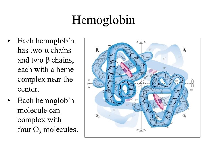 Hemoglobin • Each hemoglobin has two α chains and two β chains, each with