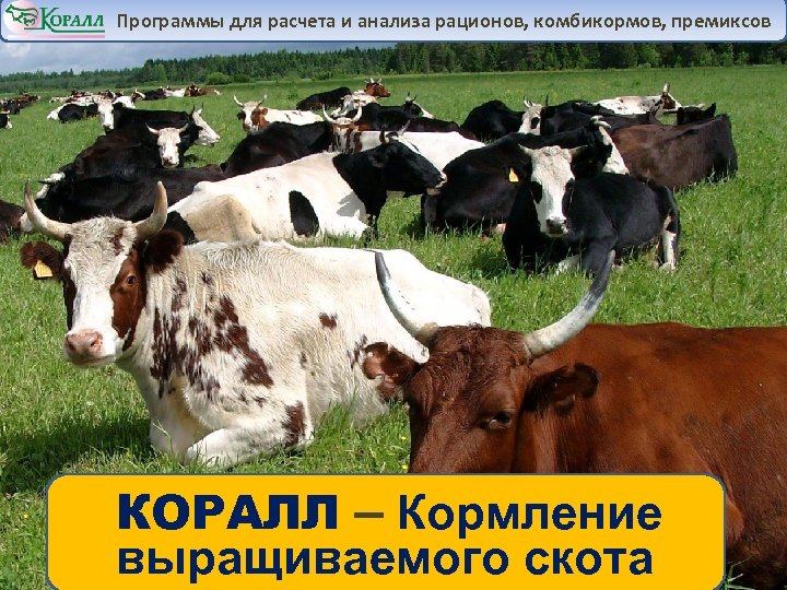 Программы для расчета и анализа рационов, комбикормов, премиксов КОРАЛЛ – Кормление выращиваемого скота 