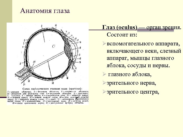 Анатомия глаза Глаз (oculus) — орган зрения. Состоит из: Øвспомогательного аппарата, включающего веки, слезный