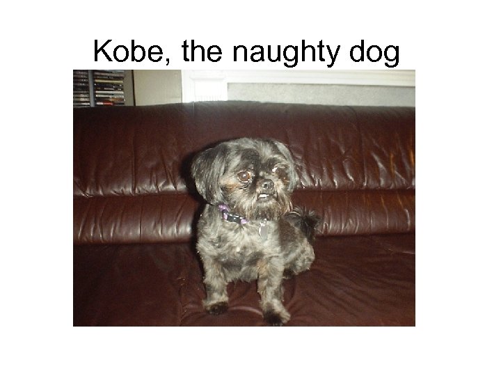 Kobe, the naughty dog 