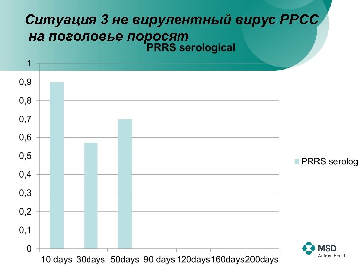 Ситуация 3 не вирулентный вирус РРСС на поголовье поросят 