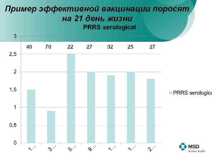 Пример эффективной вакцинации поросят на 21 день жизни 40 70 22 27 32 25