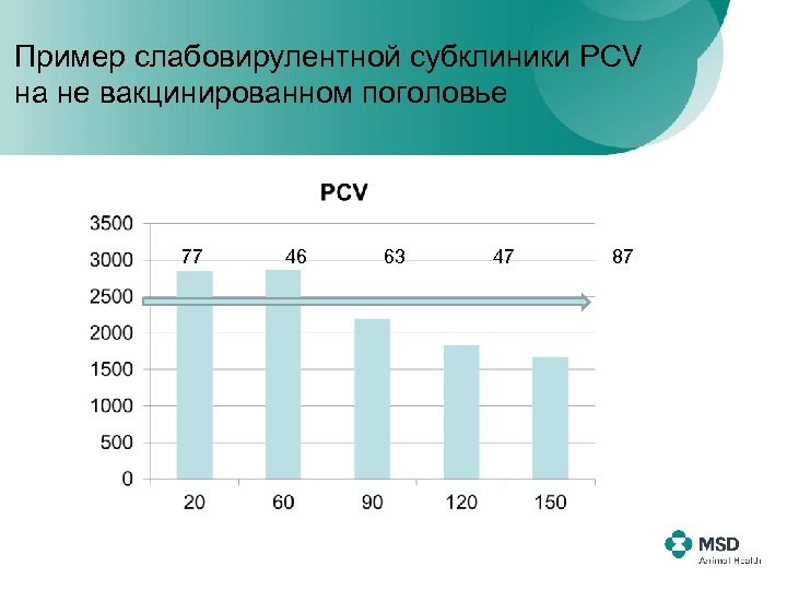 Пример слабовирулентной субклиники PCV на не вакцинированном поголовье 77 46 63 47 87 