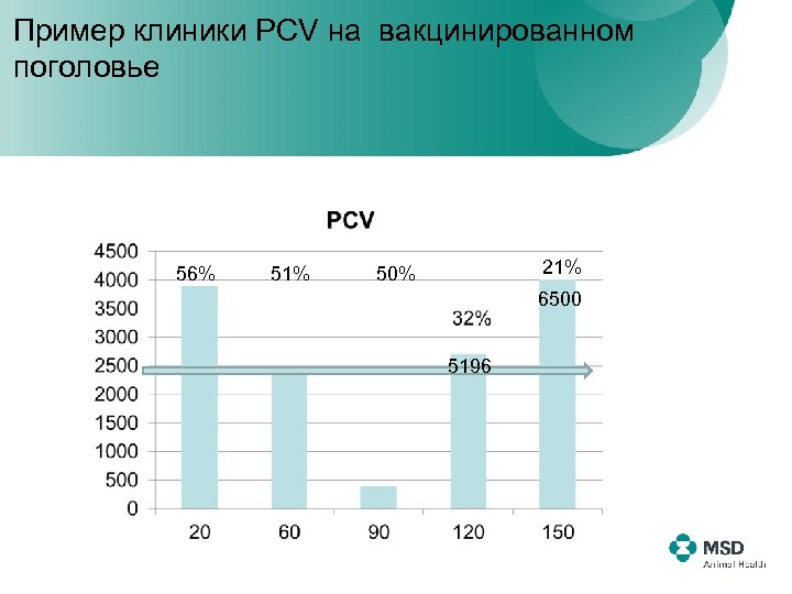 Пример клиники PCV на вакцинированном поголовье 56% 51% 21% 50% 6500 5196 