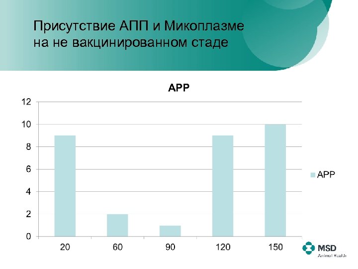 Присутствие АПП и Микоплазме на не вакцинированном стаде 