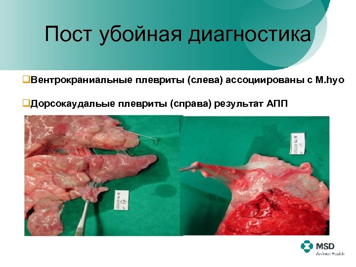 Пост убойная диагностика q. Вентрокраниальные плевриты (слева) ассоциированы с M. hyo q. Дорсокаудальые плевриты