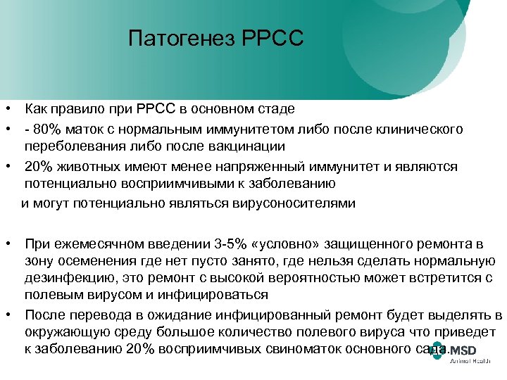 Патогенез РРСС • Как правило при РРСС в основном стаде • - 80% маток