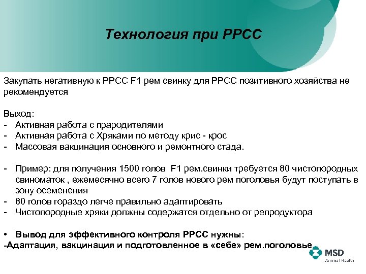Технология при РРСС Закупать негативную к РРСС F 1 рем свинку для РРСС позитивного