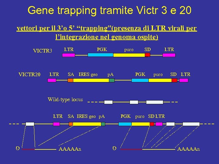 Gene trapping tramite Victr 3 e 20 vettori per il 3’o 5’ “trapping”(presenza di