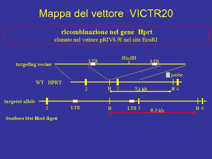Mappa del vettore VICTR 20 ricombinazione nel gene Hprt clonato nel vettore p. RIV