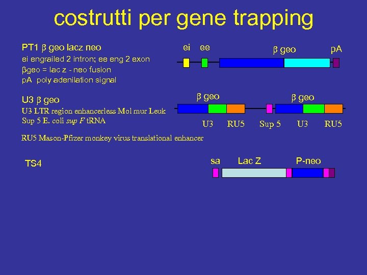 costrutti per gene trapping PT 1 geo lacz neo ei ee geo ei engrailed