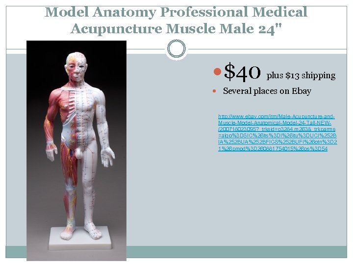 Model Anatomy Professional Medical Acupuncture Muscle Male 24" $40 plus $13 shipping Several places
