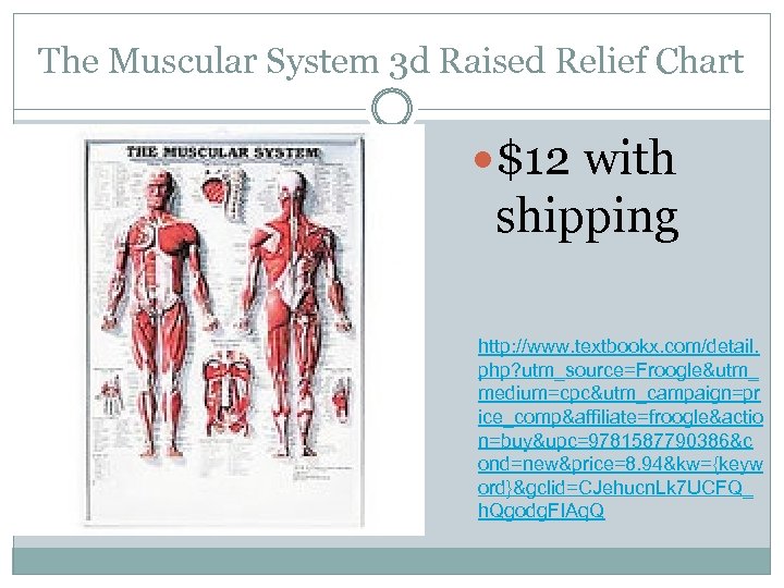The Muscular System 3 d Raised Relief Chart $12 with shipping http: //www. textbookx.