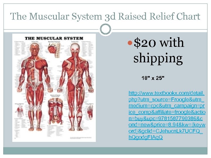 The Muscular System 3 d Raised Relief Chart $20 with shipping 18" x 25"